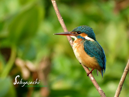 Common Kingfisher