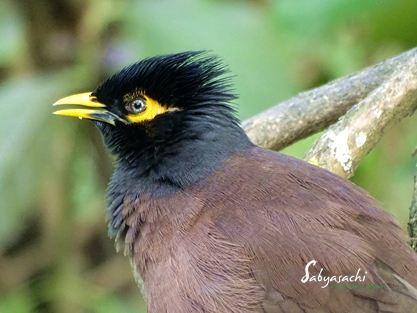 Common Myna