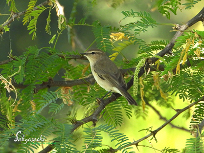 Common chiffchaff