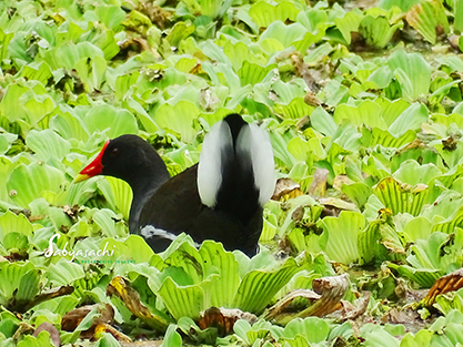 Common Moorhen