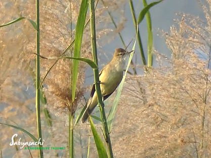 Clamorous reed warbler