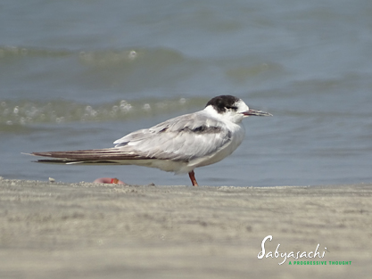 Common tern