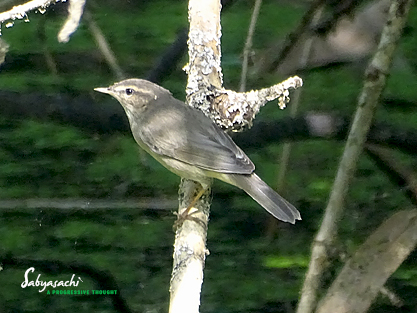 Dusky warbler