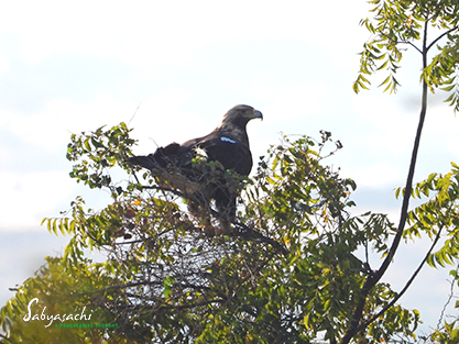 Eastern imperial eagle