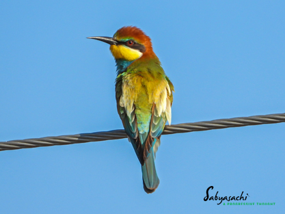 European bee-eater