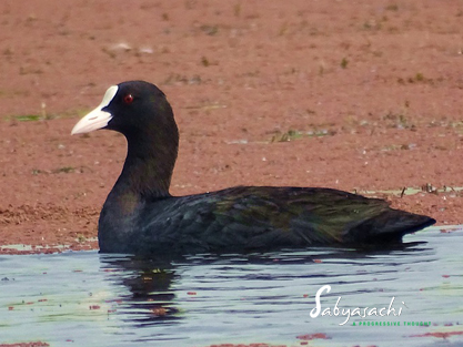 Eurasian coot