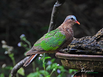 Asian Emerald Dove