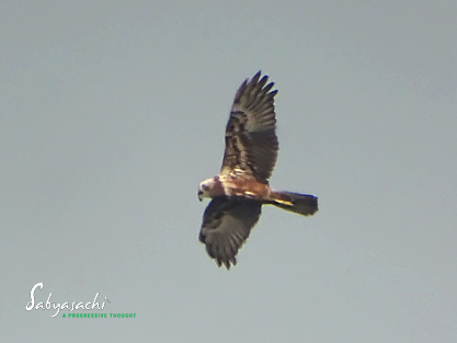 Eastern marsh harrier