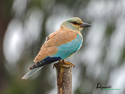 European roller
