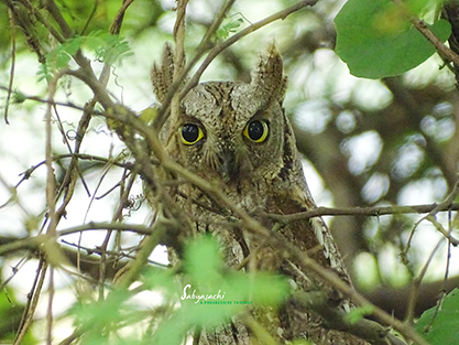Eurasian scops owl