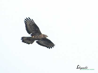 European Honey-buzzard