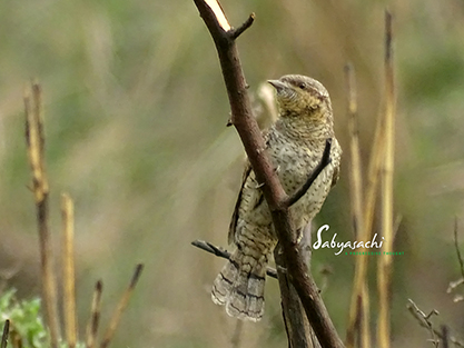 Eurasian wryneck