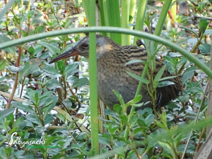 Brown-cheeked rail or Eastern rail