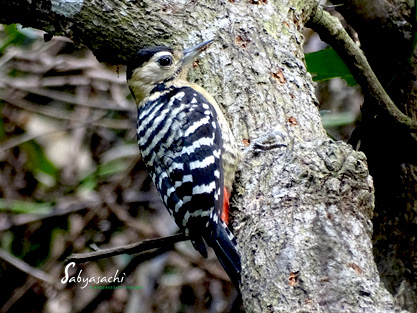 Fulvous-breasted Woodpecker