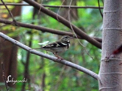 Forest wagtail