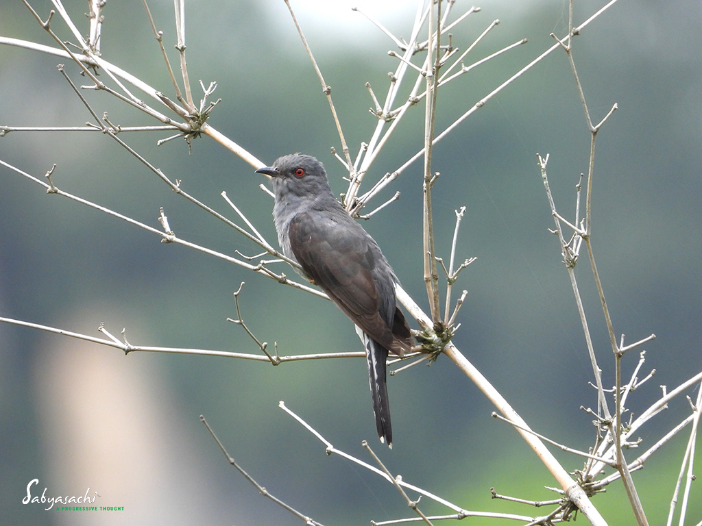 Gray-bellied cuckoo