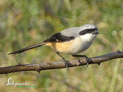 Grey-backed shrike