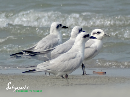 Gull-billed tern