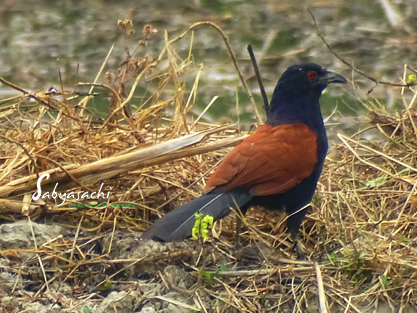 Greater coucal