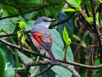 Rosy minivet