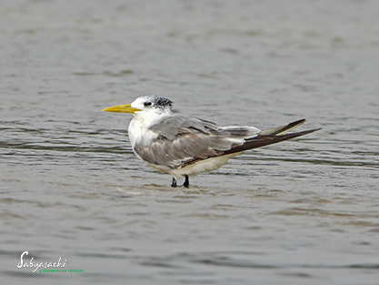 Greater crested tern