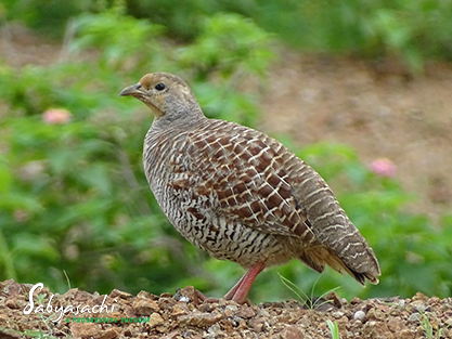 Grey francolin