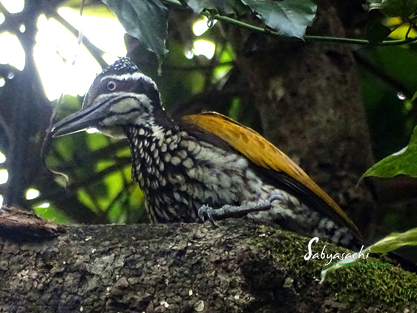 Greater flameback
