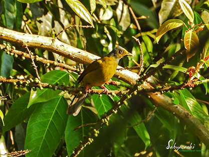 Grey-headed bulbul