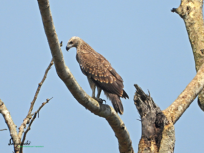 Grey-headed fish eagle
