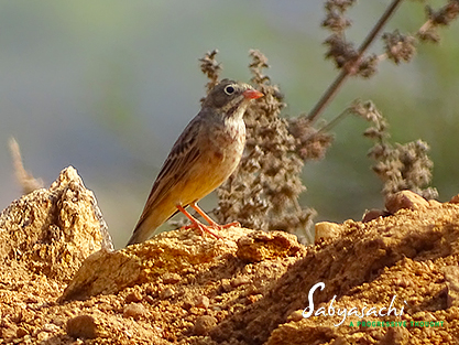 Gray-necked Bunting