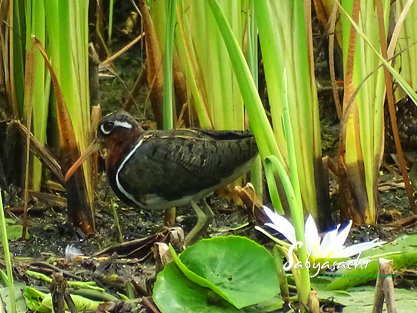 Greater painted-snipe