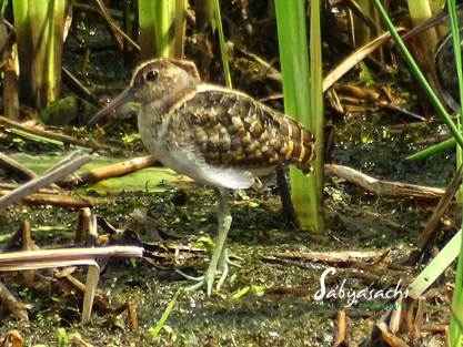 Greater painted-snipe male