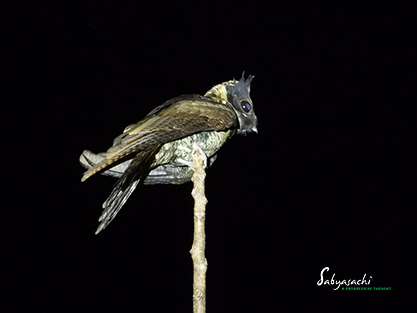 Great eared nightjar