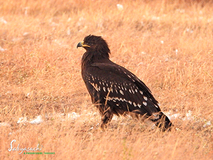 Greater spotted eagle