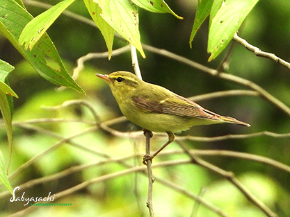 Green warbler