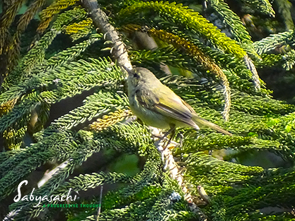 Greenish warbler