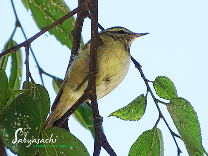 Tytler's Leaf Warbler