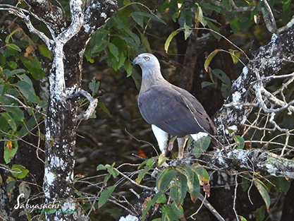 Grey-headed fish eagle