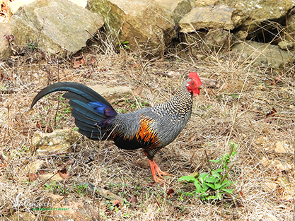 Grey junglefowl