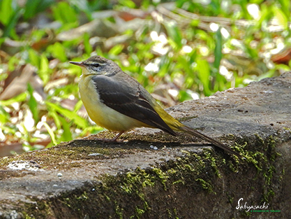 Grey wagtail
