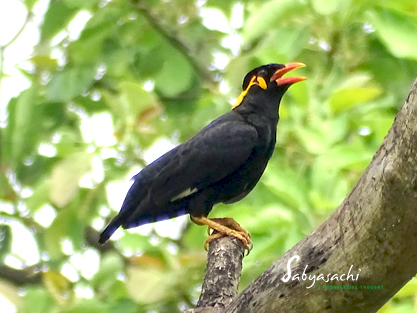 Hill Myna