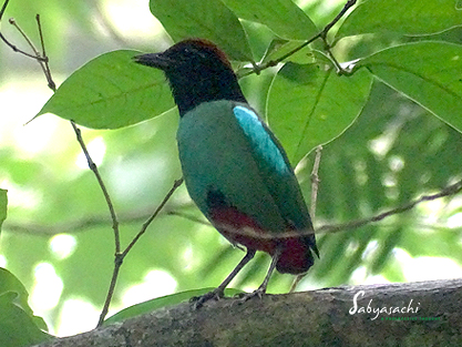 Hooded pitta