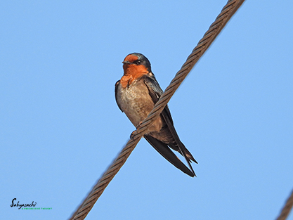 Hill swallow