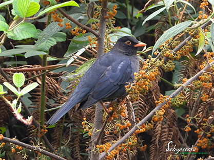Indian blackbird