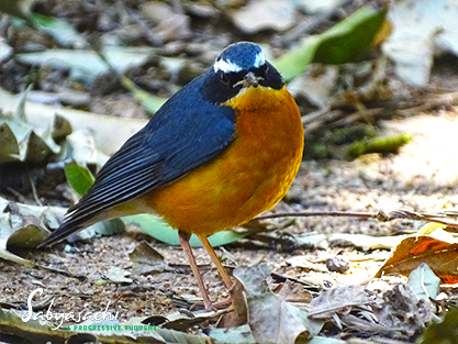 Indian blue robin