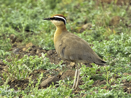 Indian courser
