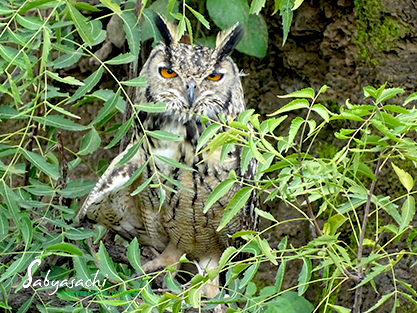 Indian eagle-owl