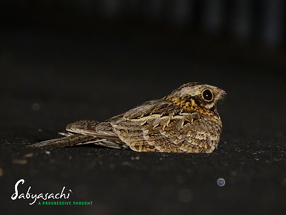Indian nightjar