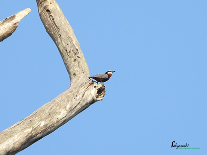 Indian nuthatch
