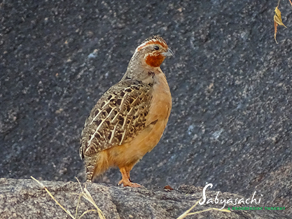 Jungle bush quail female